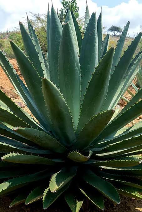 Home maguey